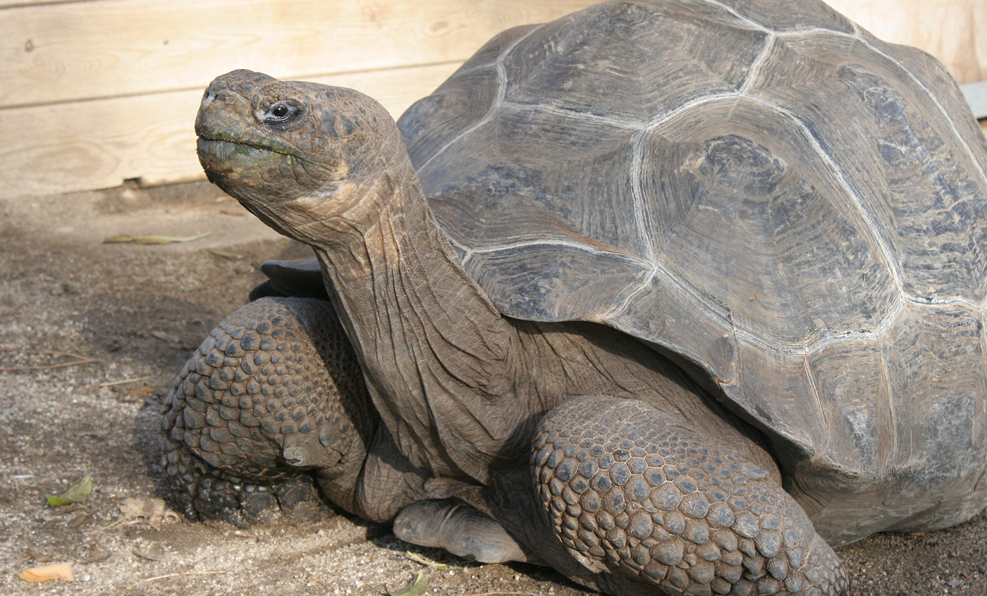 Galapagos Tortoise Zoo Barcelona   Chelonoidis Nigra2 